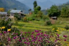 Flowers-and-villagge-CiaoNamastè-Nepal